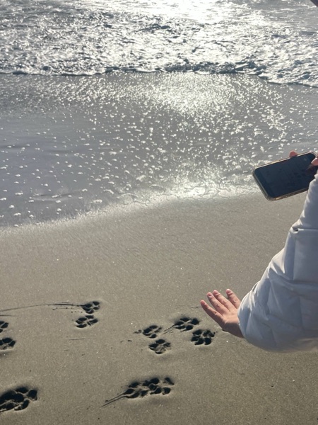 Sunlight glittering on the waves, with paw prints in the wet sand